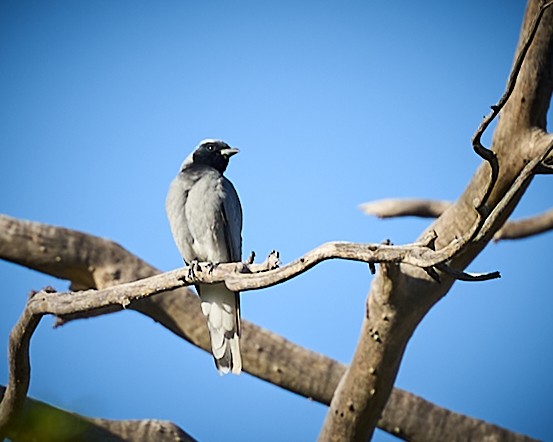 Black-faced Cuckooshrike - ML505961701