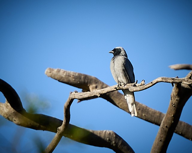 Black-faced Cuckooshrike - ML505961711