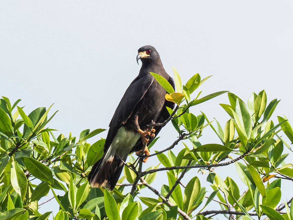 Schneckenbussard - ML505963391