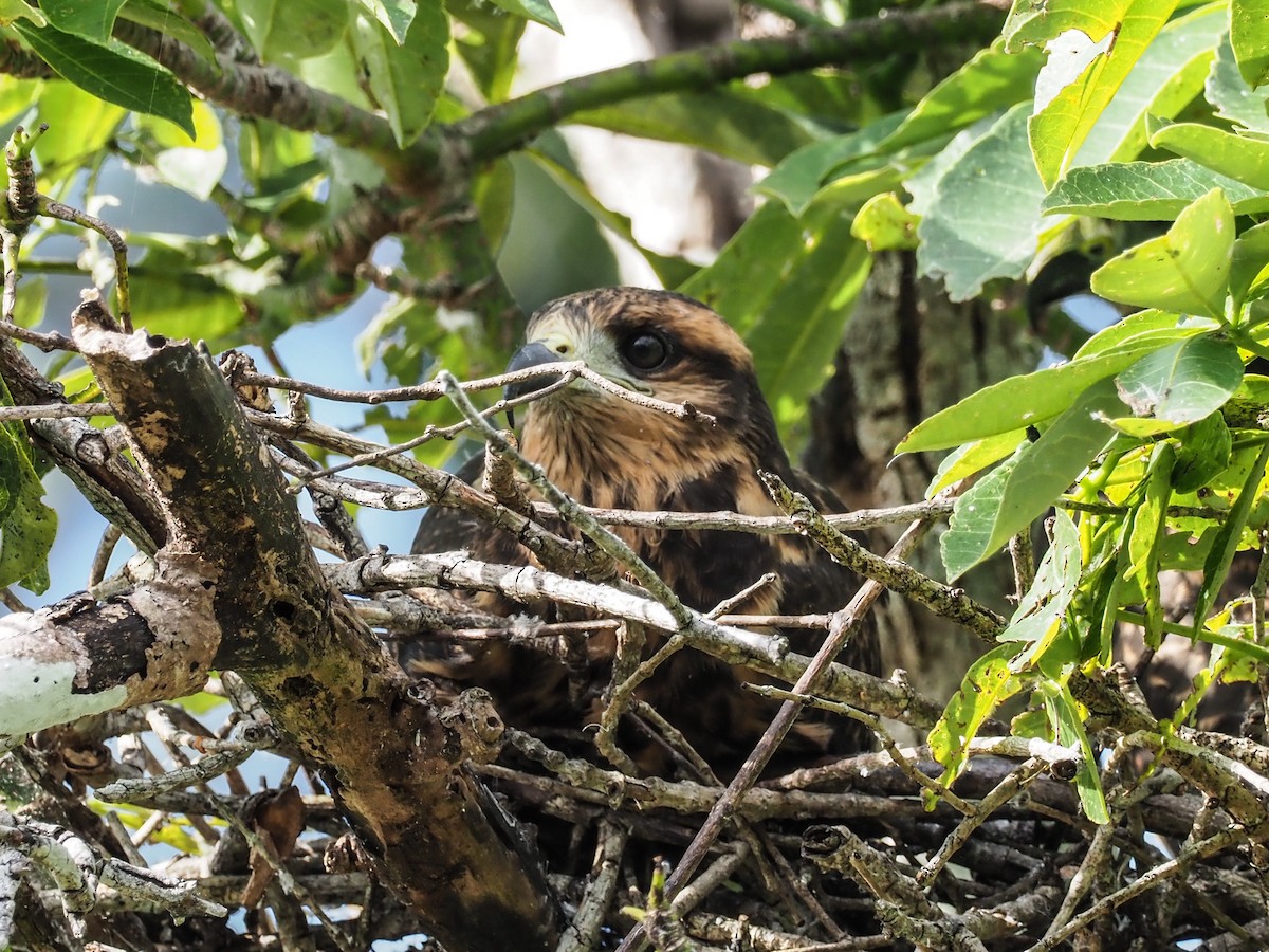 Snail Kite - ML505963401