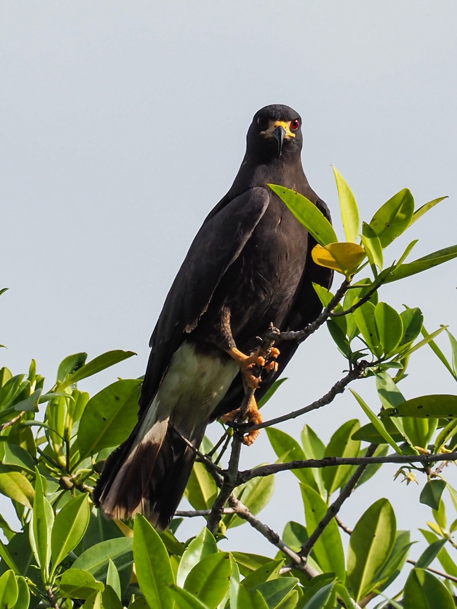 Schneckenbussard - ML505963411