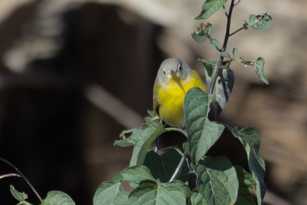 Nashville Warbler - ML505964661