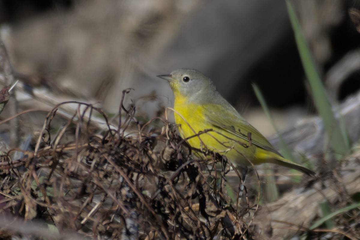 Nashville Warbler - Richard Trinkner