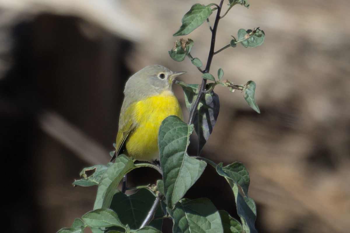 Nashville Warbler - ML505964681