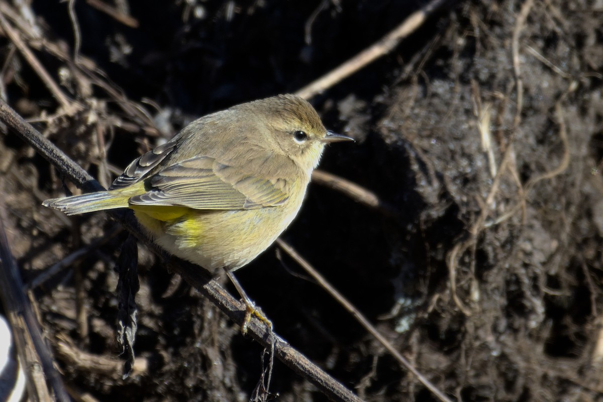 Palm Warbler - Richard Trinkner