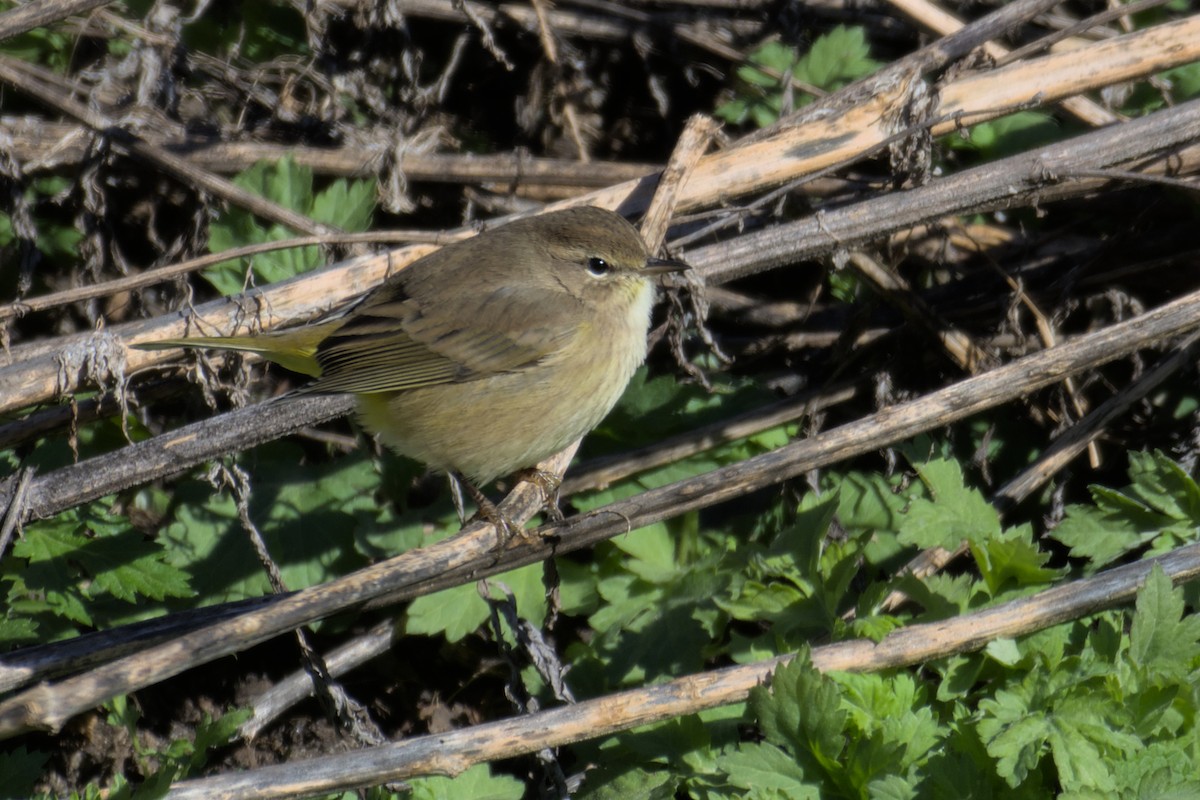 Palm Warbler - ML505964751