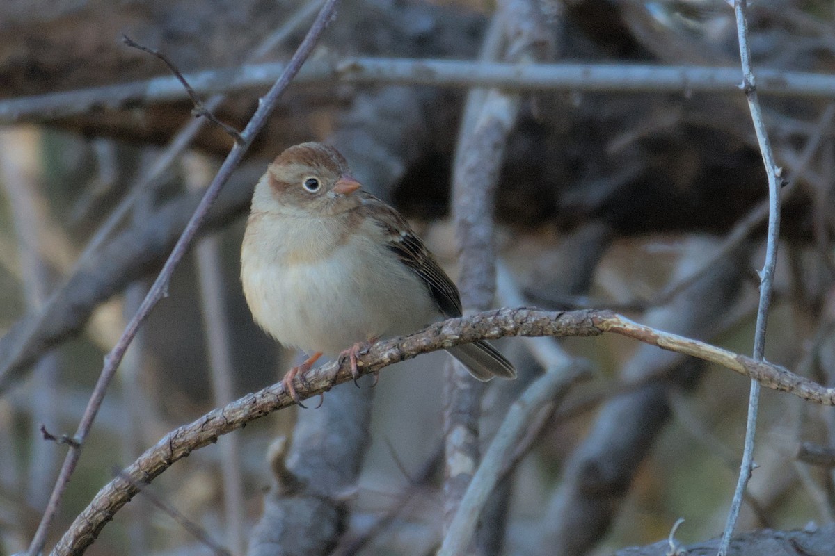 Field Sparrow - Richard Trinkner
