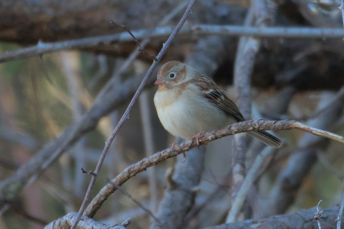 Field Sparrow - Richard Trinkner