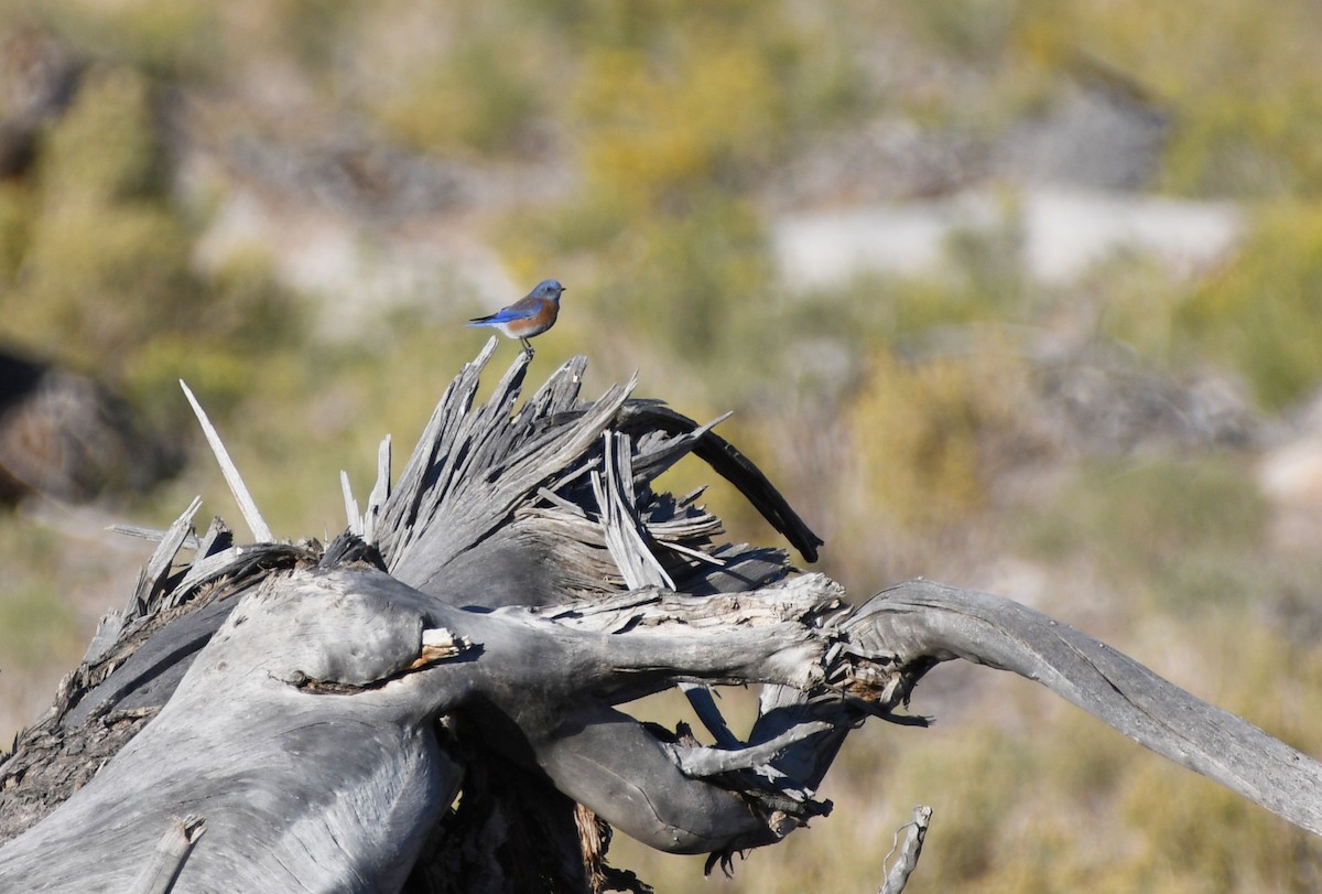 Western Bluebird - ML505965271