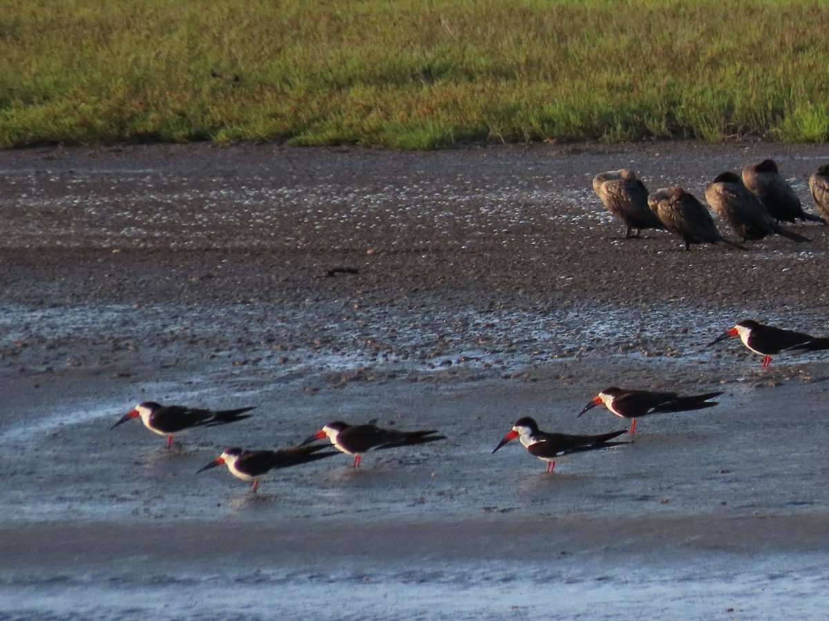 Black Skimmer - ML505967631