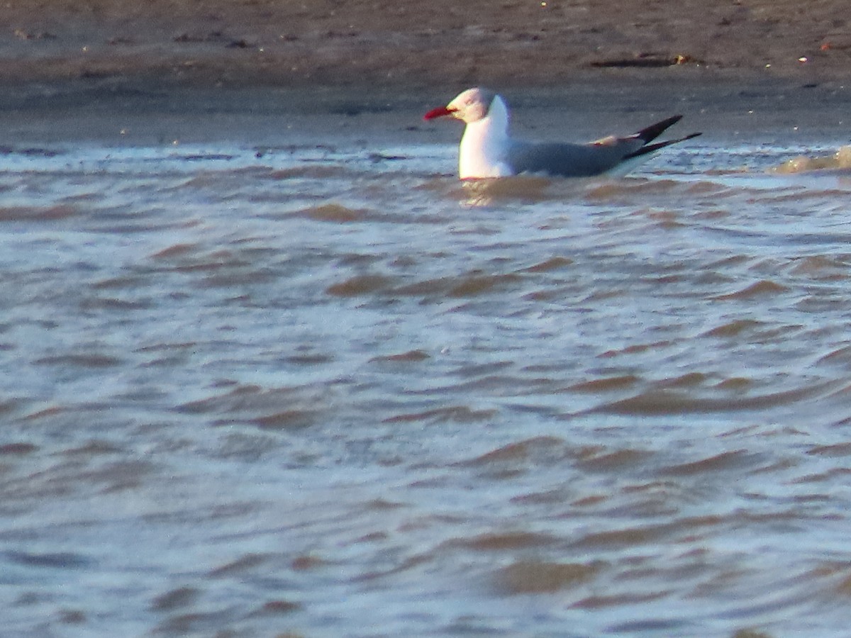 Gray-hooded Gull - ML505968021