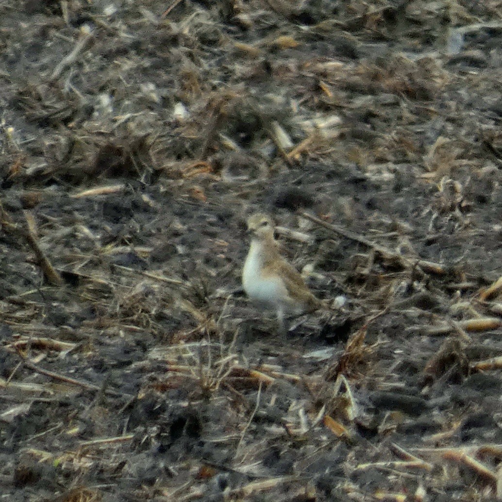 Chorlito Llanero - ML505968161