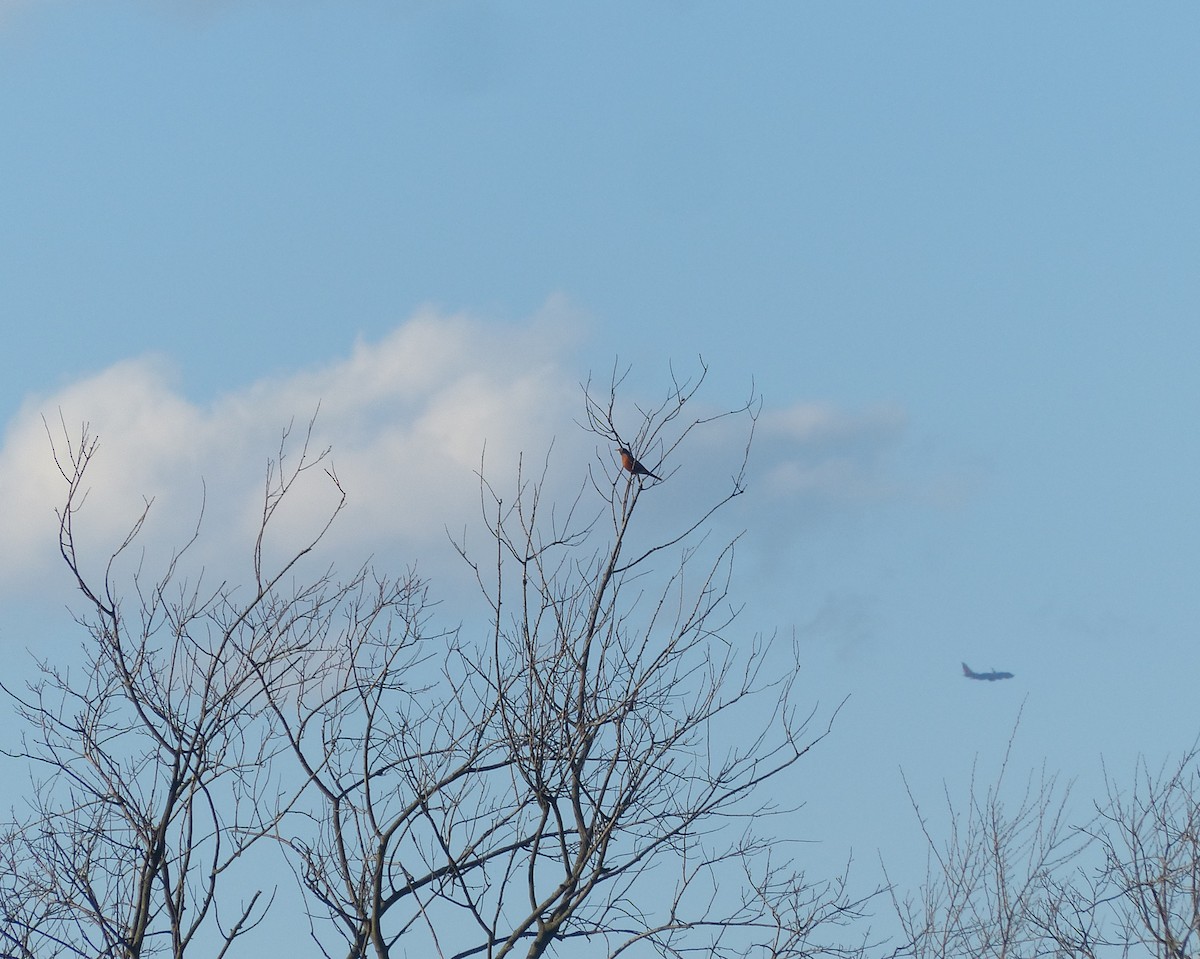 American Robin - ML50596821