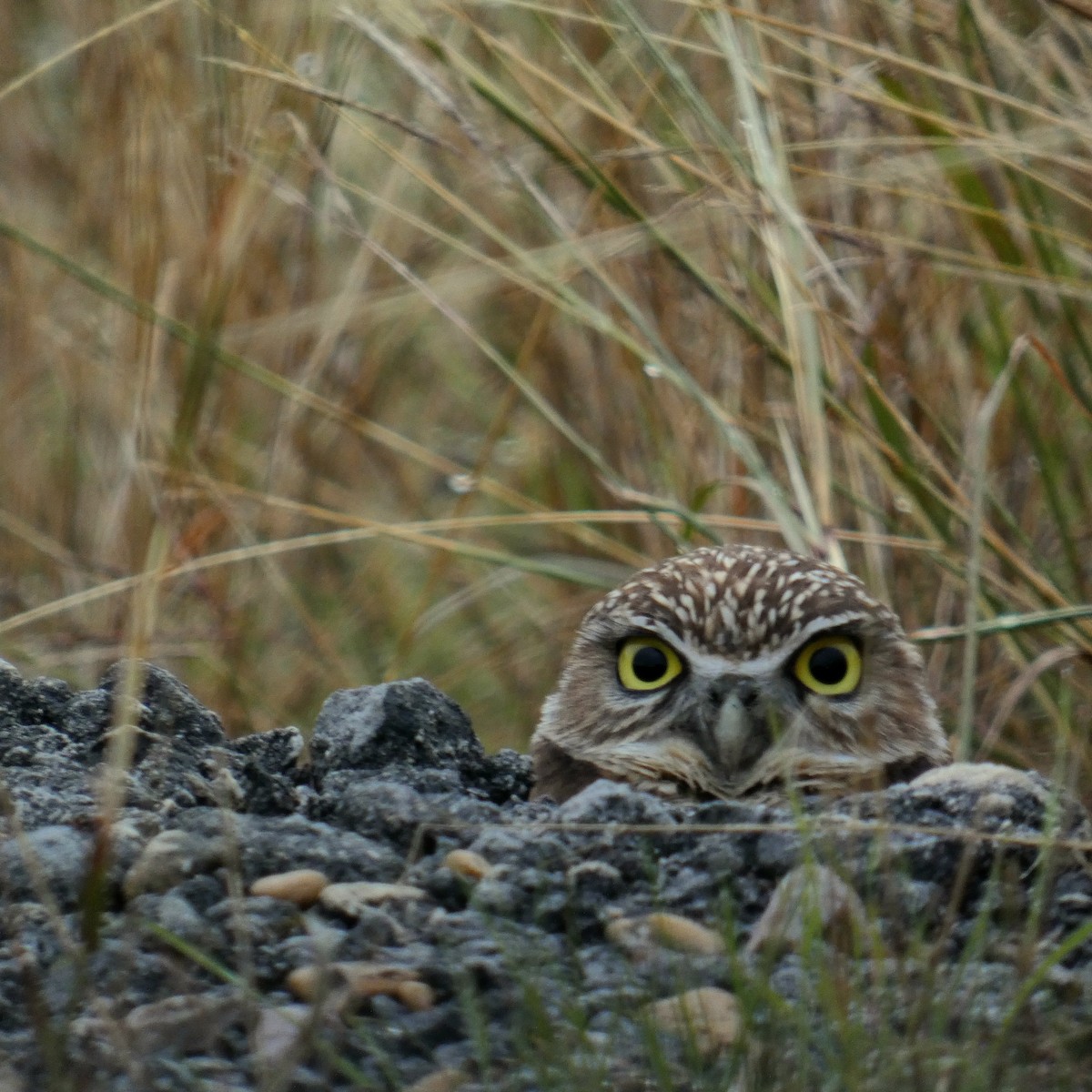 Burrowing Owl - ML505968311