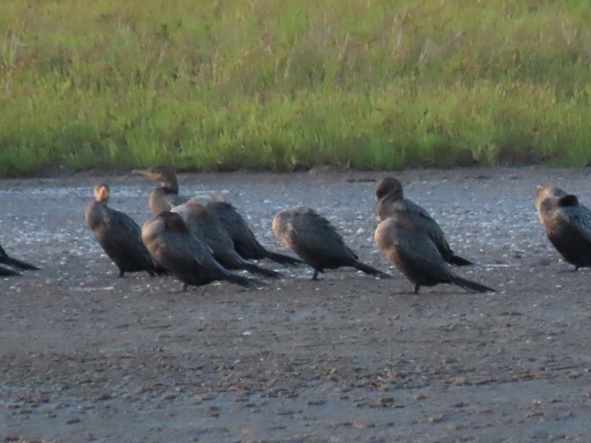 Neotropic Cormorant - ML505968381