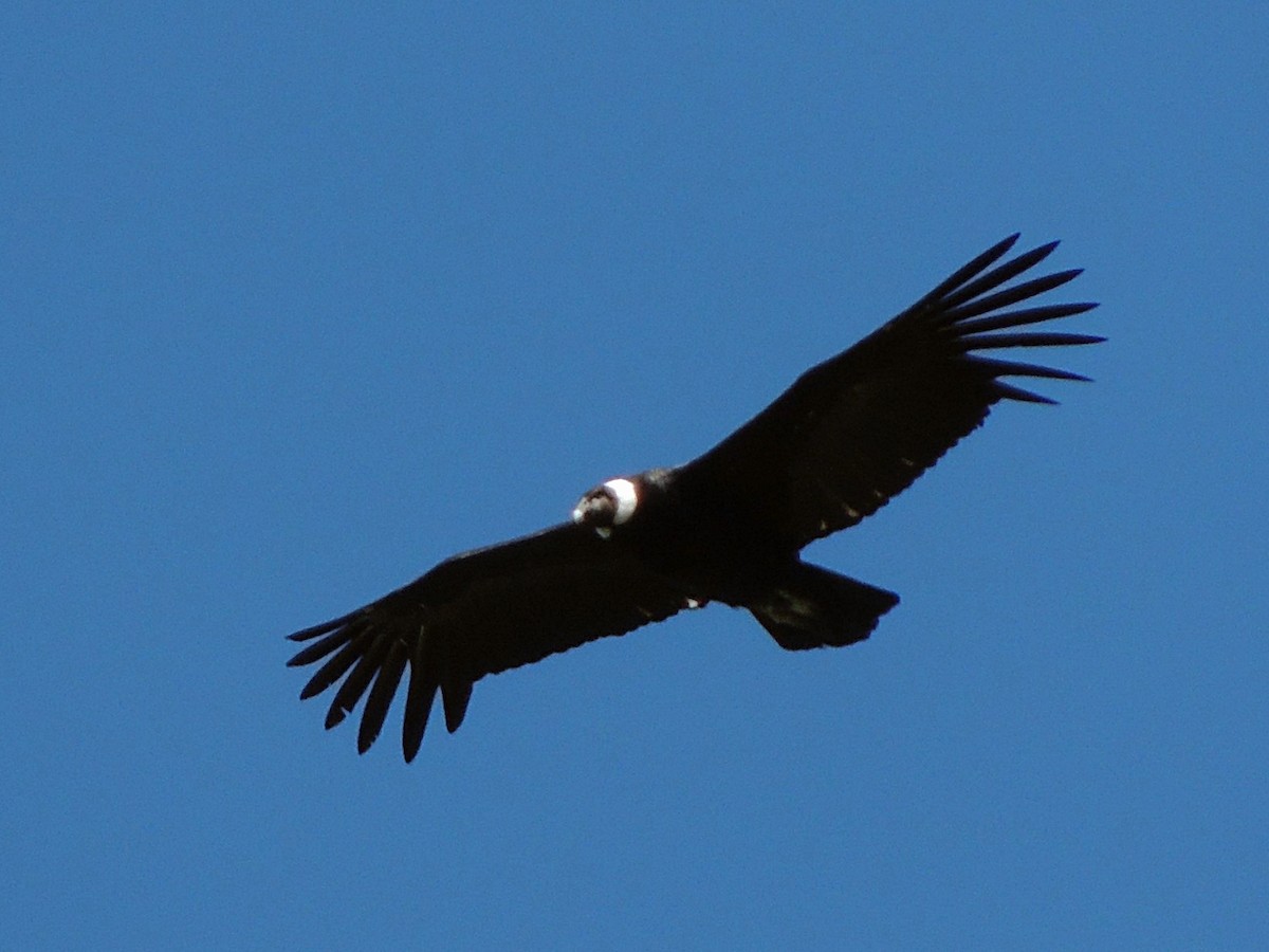 Andean Condor - Simón Pla García