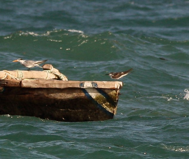 Bridled Tern - ML50596911