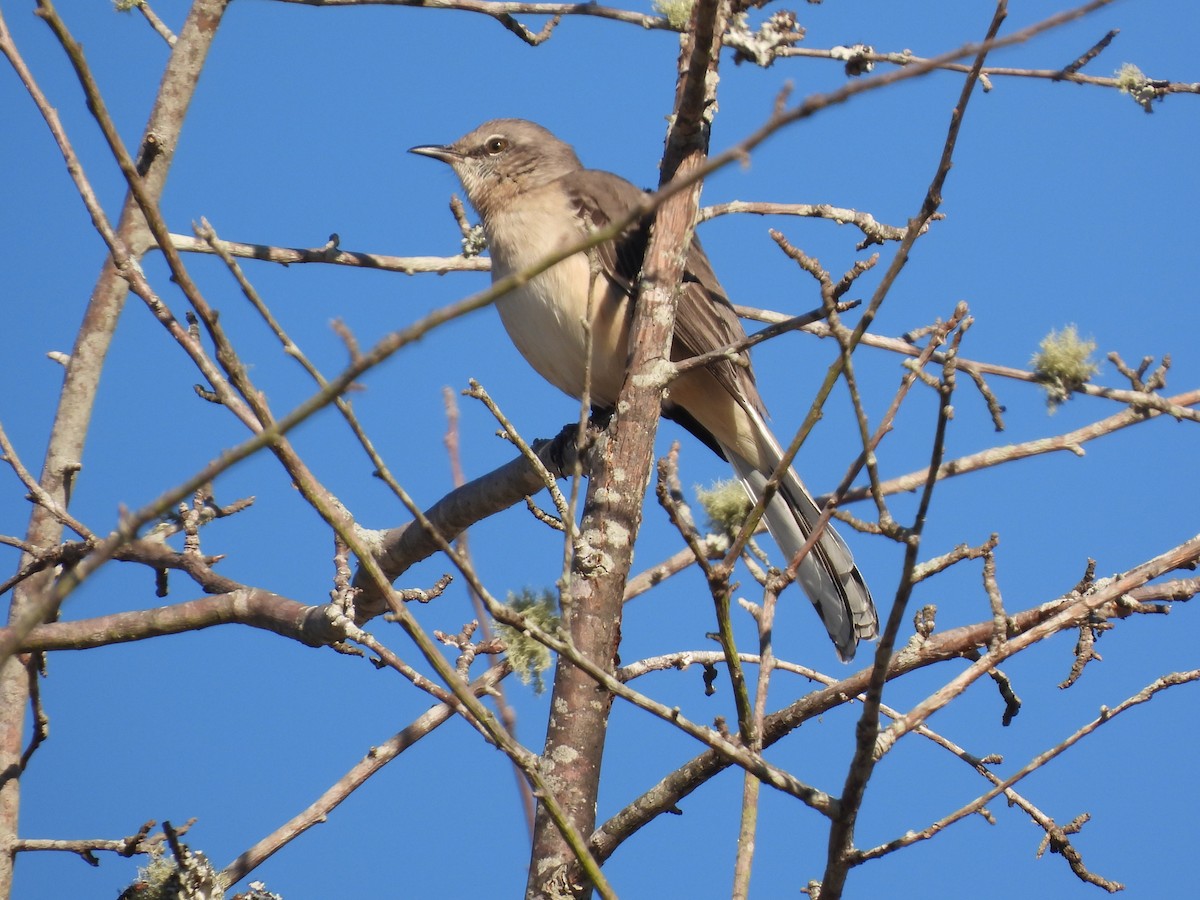 Northern Mockingbird - John McMahan