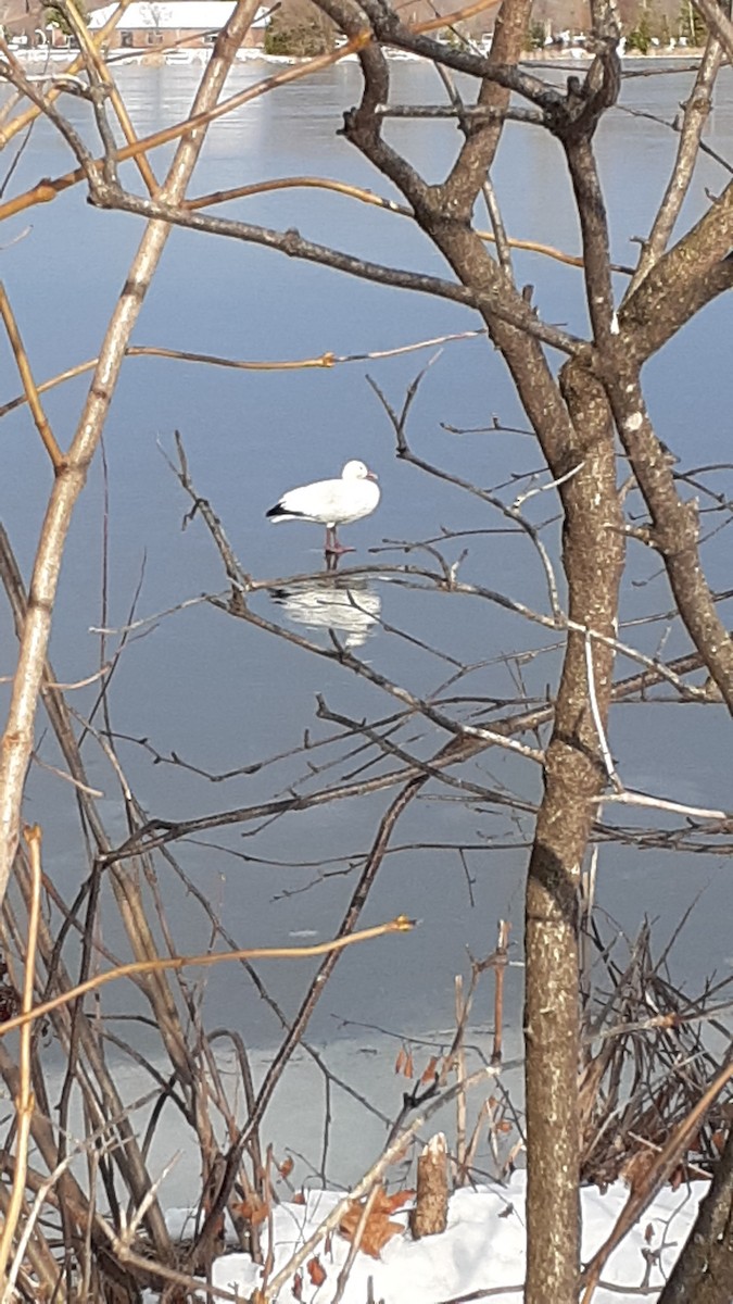 Snow Goose - Normand Fleury