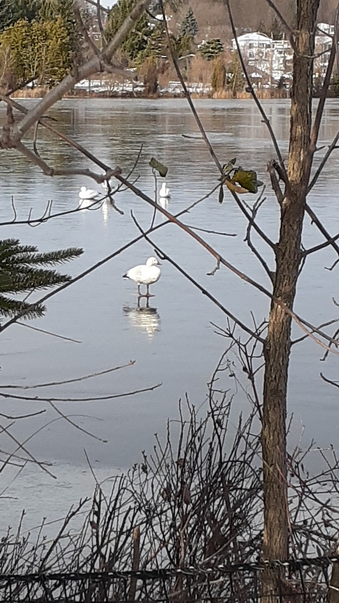 Snow Goose - Normand Fleury