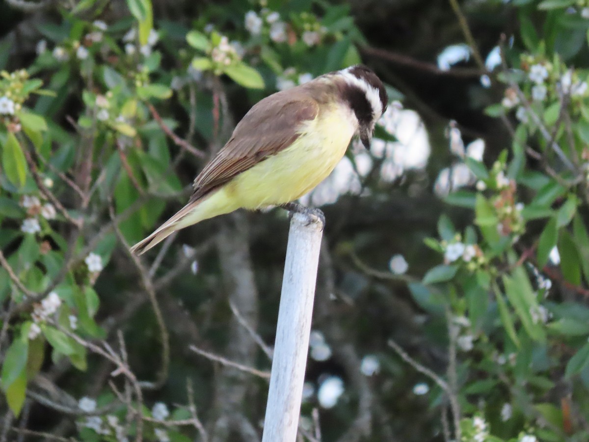 Great Kiskadee - ML505972761