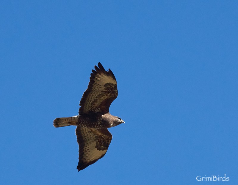 Common Buzzard - ML505974651