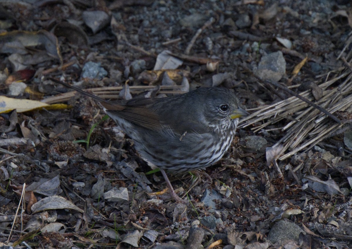 Fox Sparrow (Slate-colored) - ML505975221