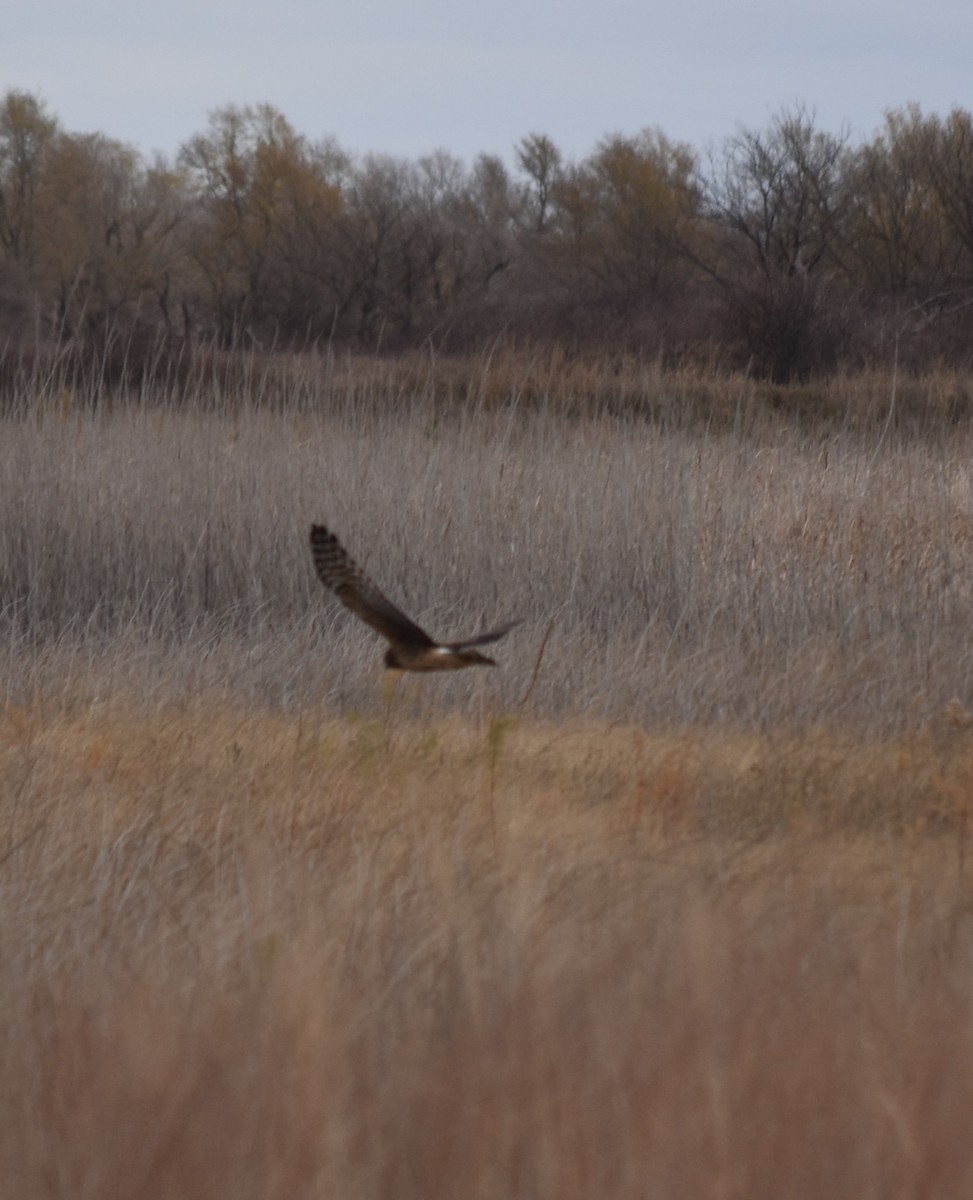 Northern Harrier - ML505975511