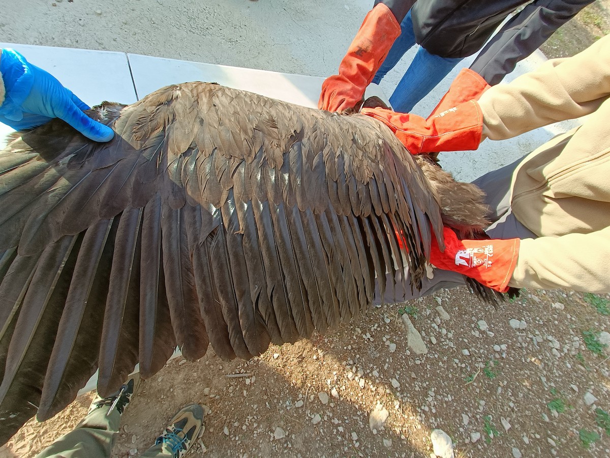 Cinereous Vulture - ML505975661