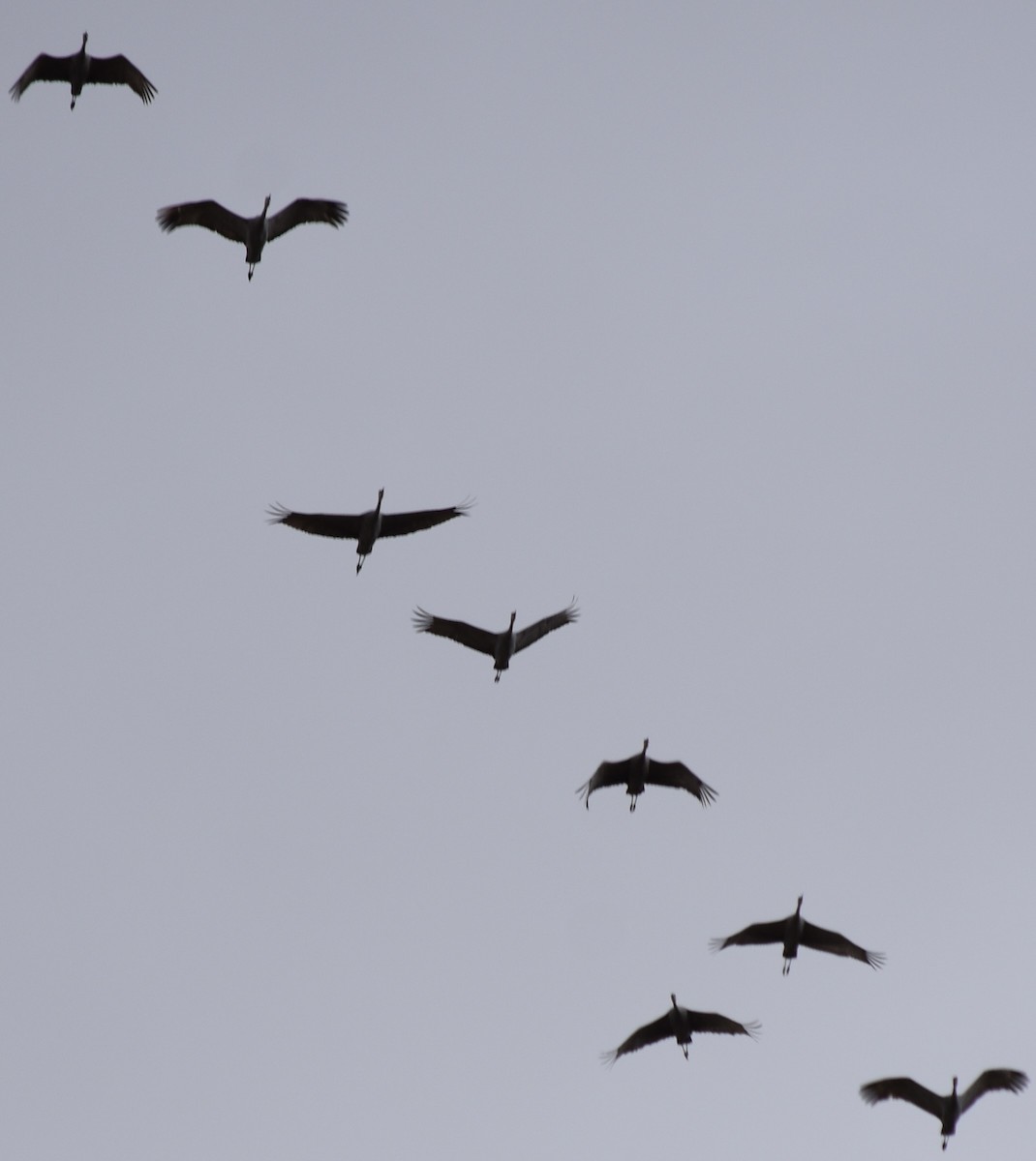 Sandhill Crane - ML505977651