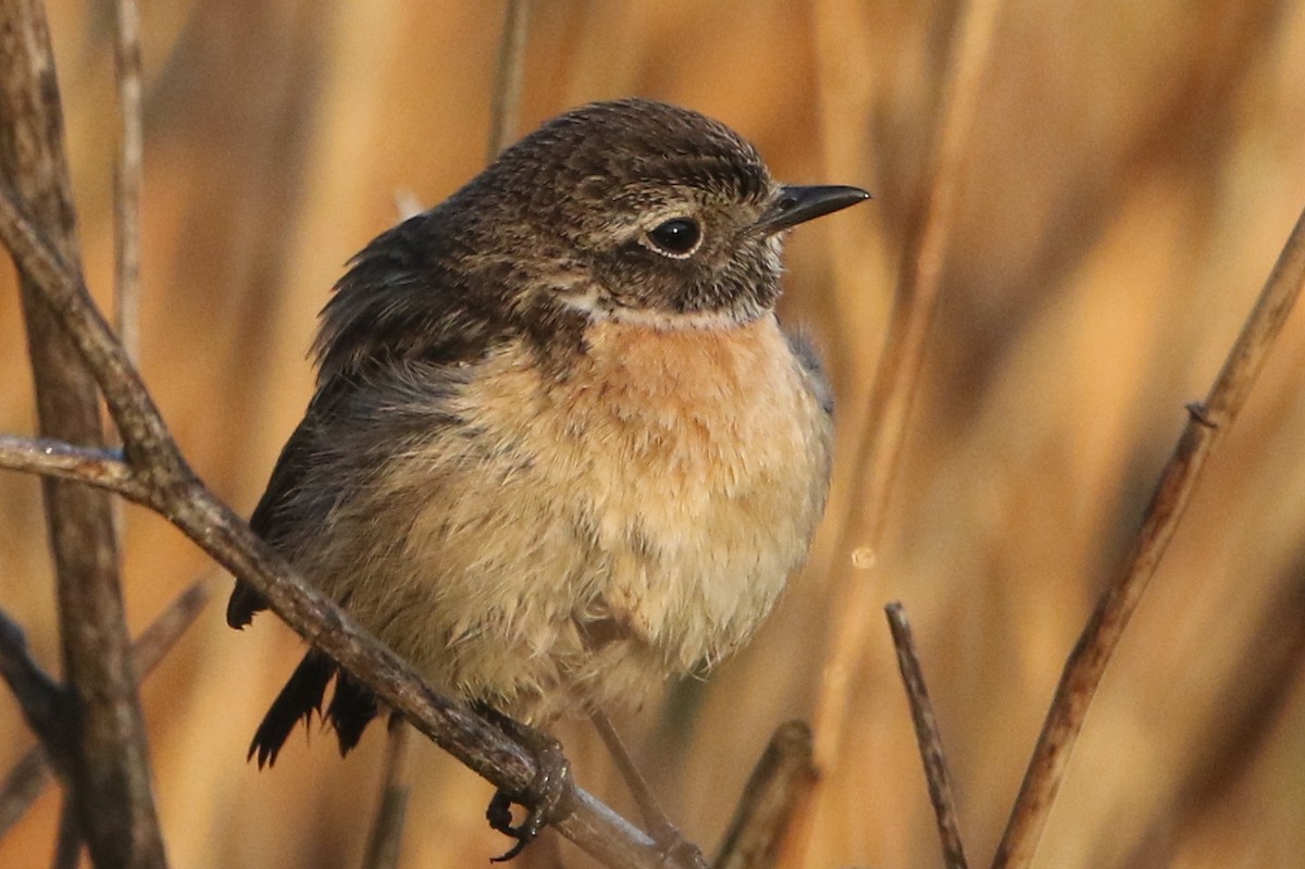 European Stonechat - ML50597801