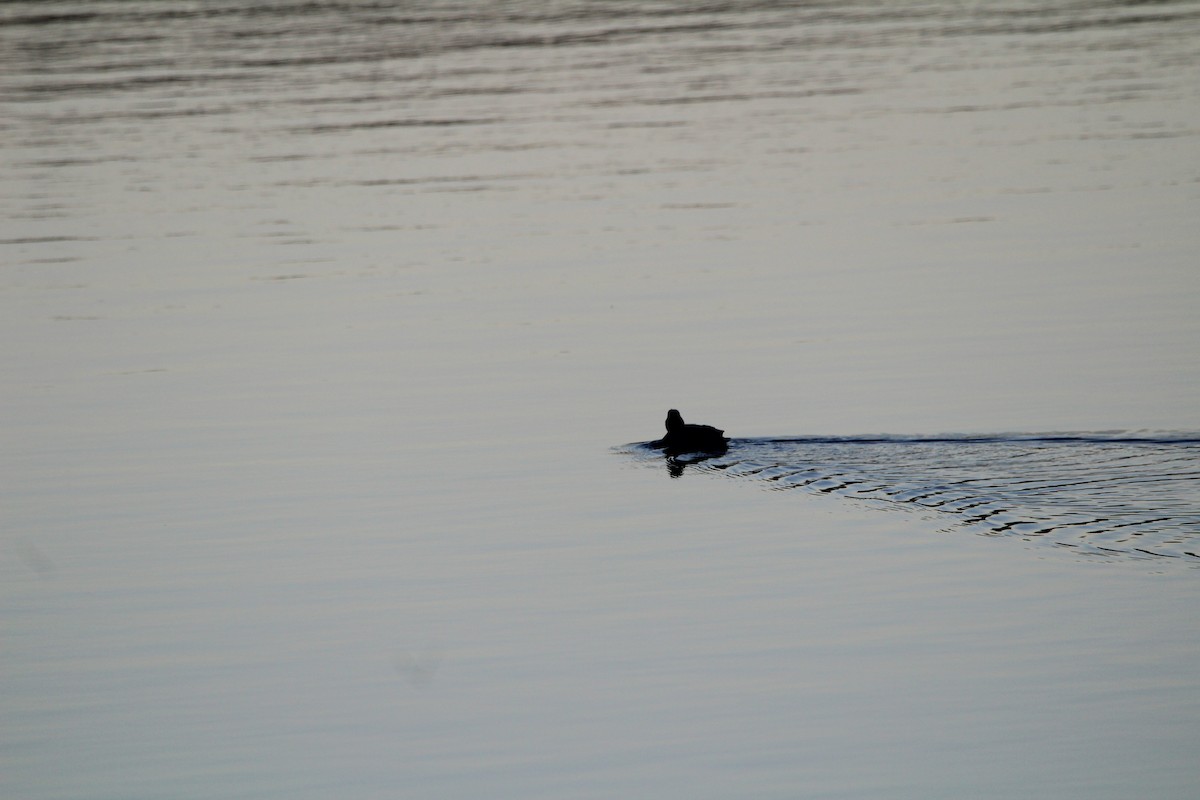 Green-winged Teal - ML505979131