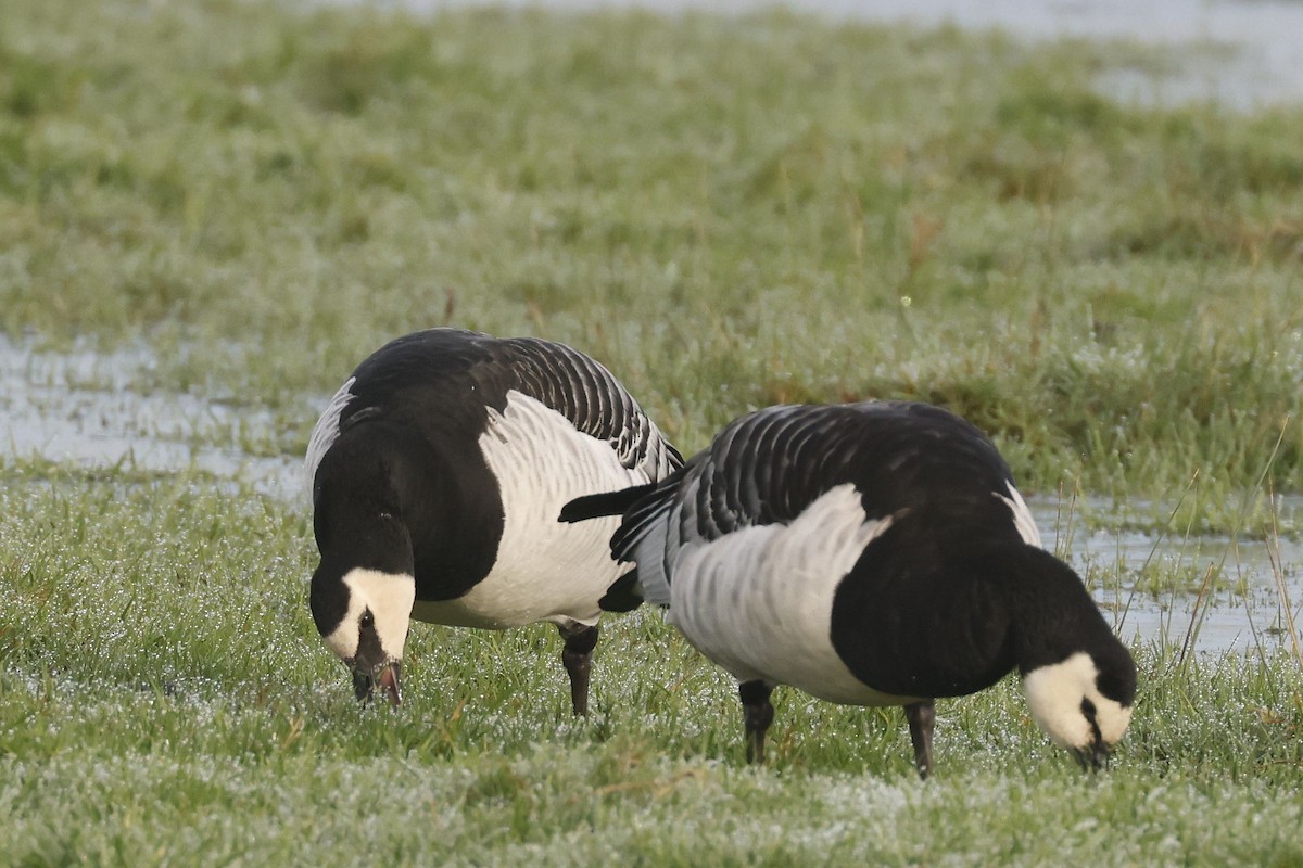 Barnacle Goose - Stephen Chinnery