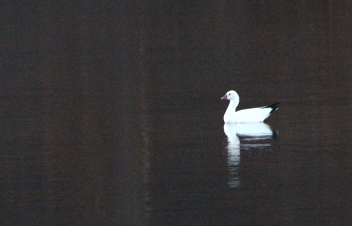 Ross's Goose - ML505980761