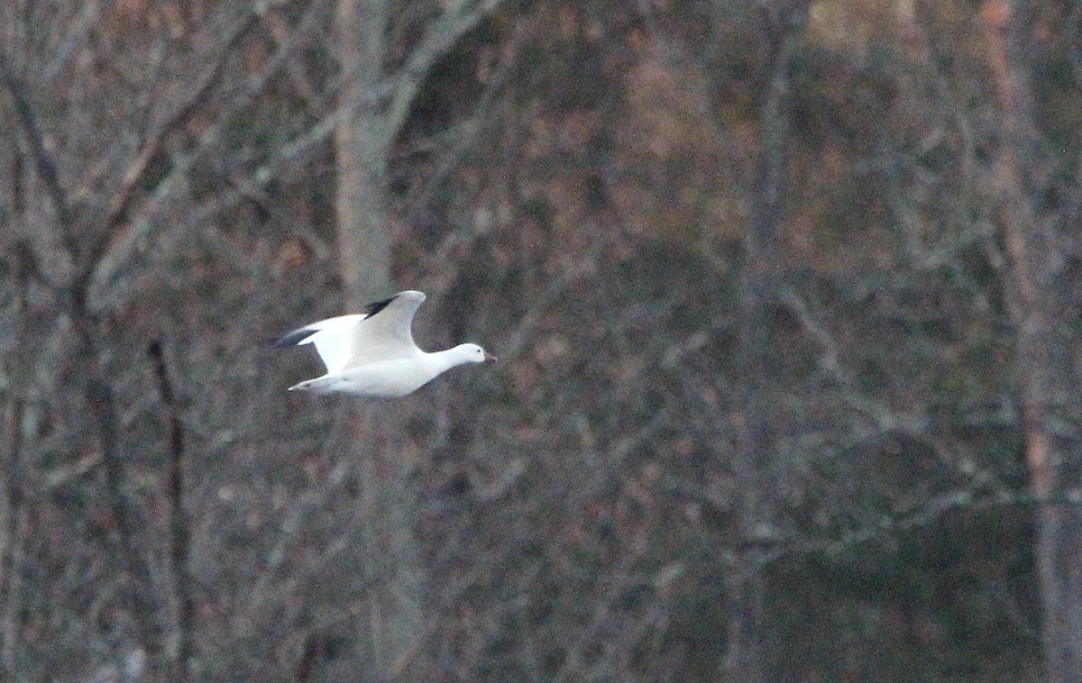 Ross's Goose - ML505981091