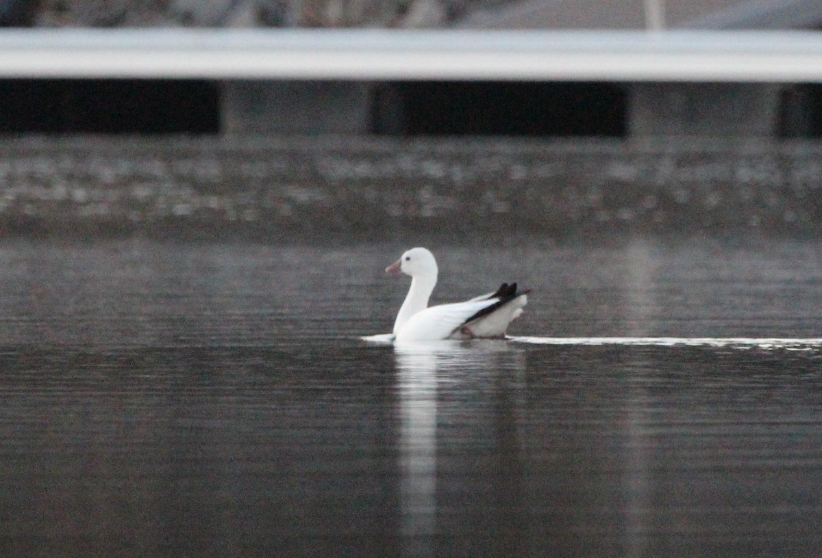 Ross's Goose - ML505981241