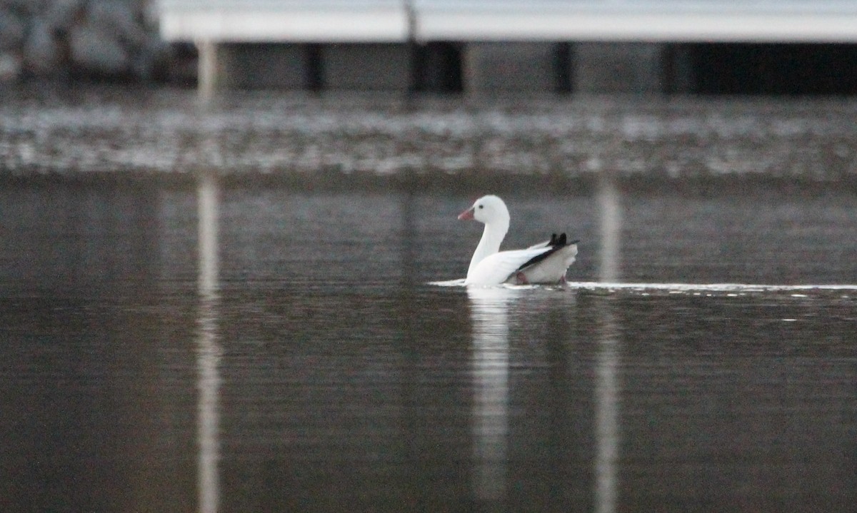 Ross's Goose - ML505981561