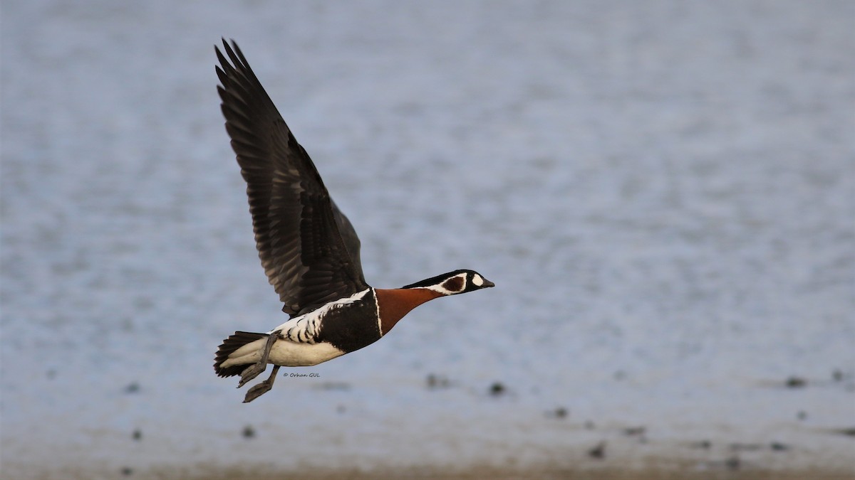 Red-breasted Goose - Orhan Gül