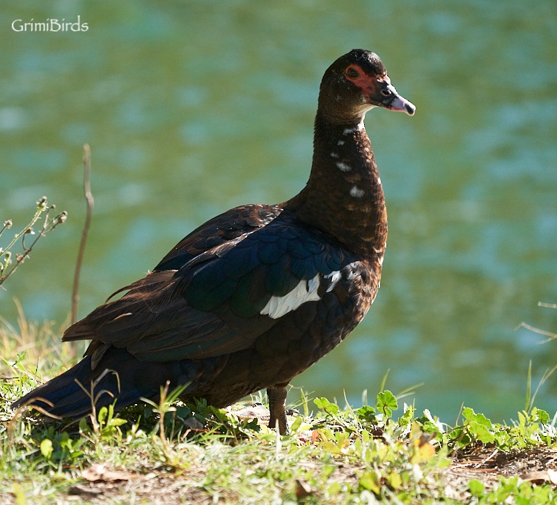 Muscovy Duck (Domestic type) - ML505983621