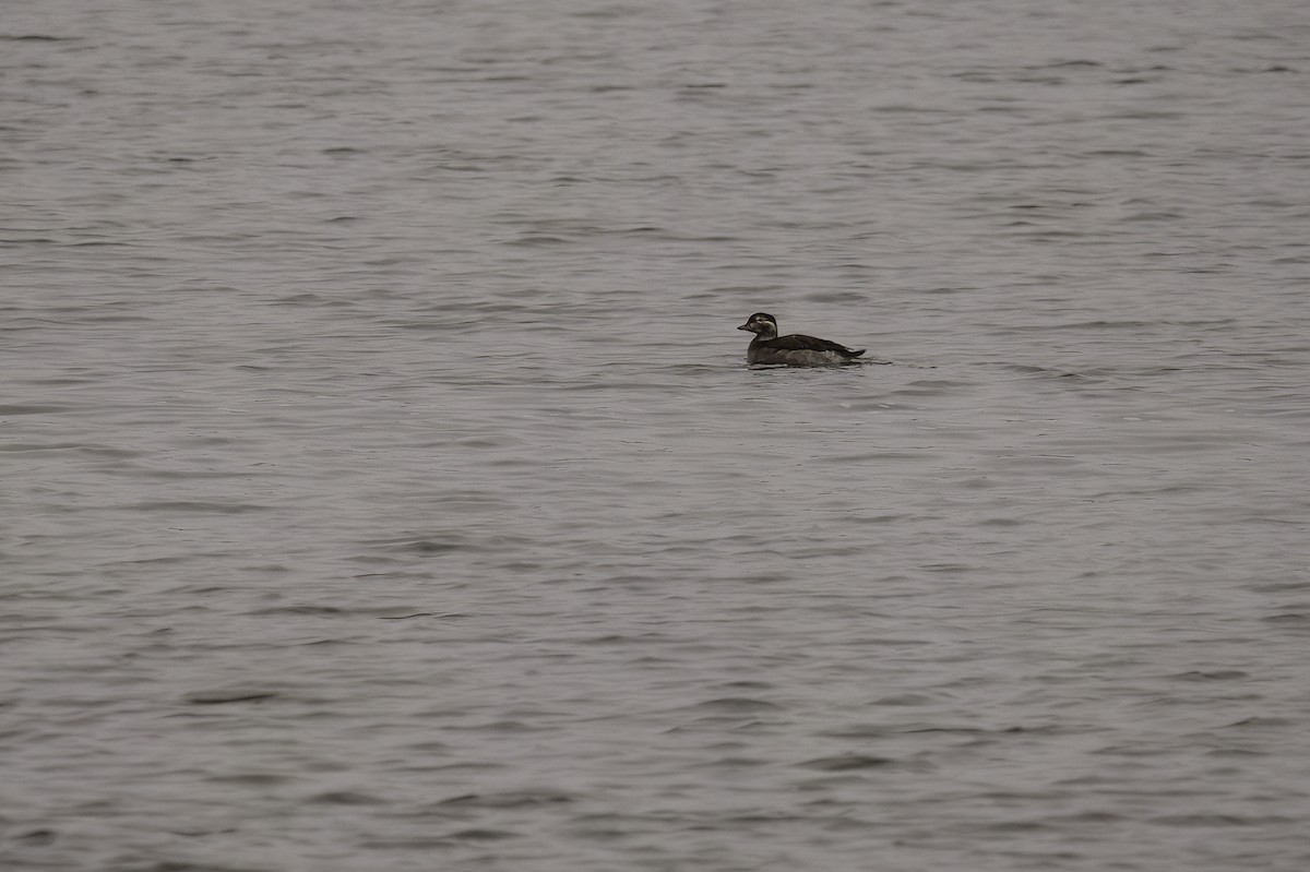 Long-tailed Duck - ML505985471