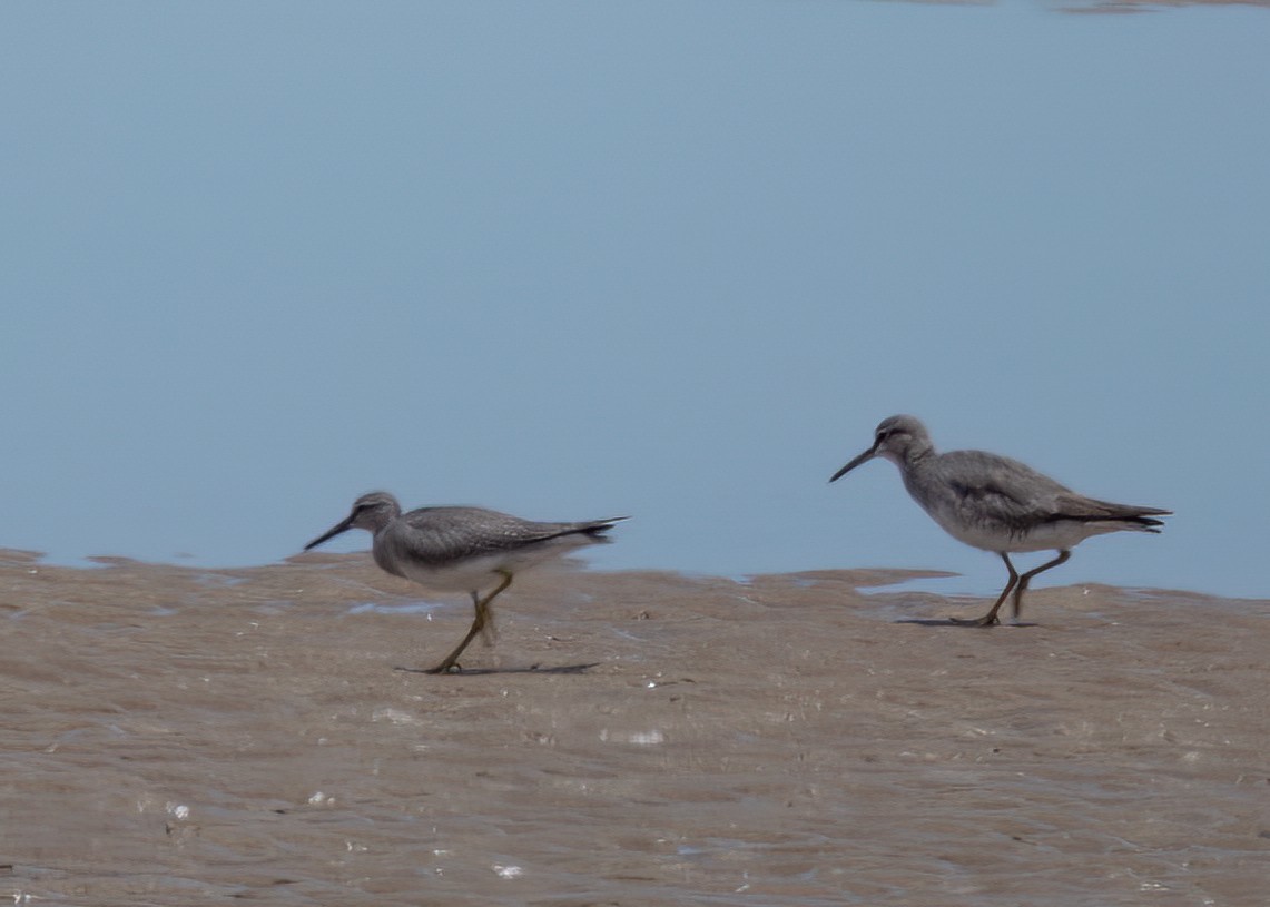 Gray-tailed Tattler - ML505987701