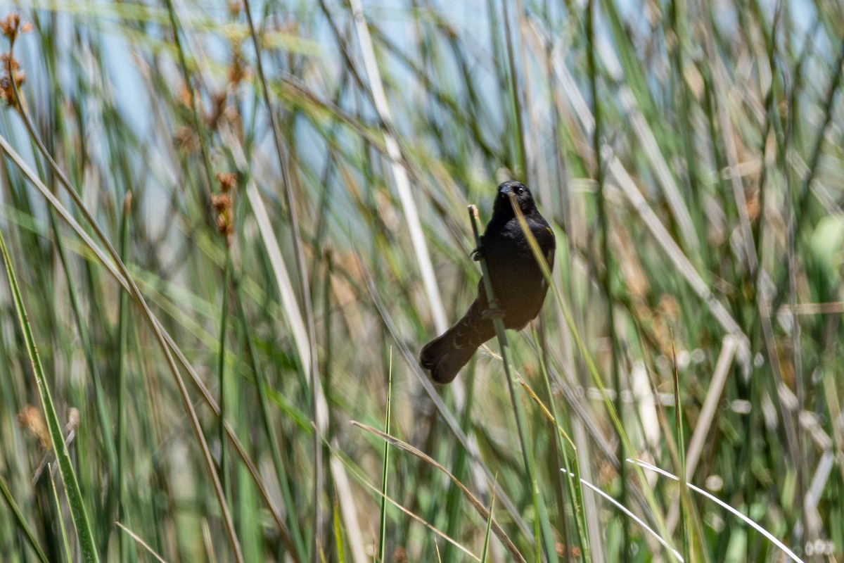 Yellow-winged Blackbird - Eduardo Battaglini