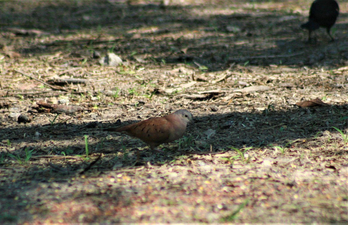 Ruddy Ground Dove - ML505992171