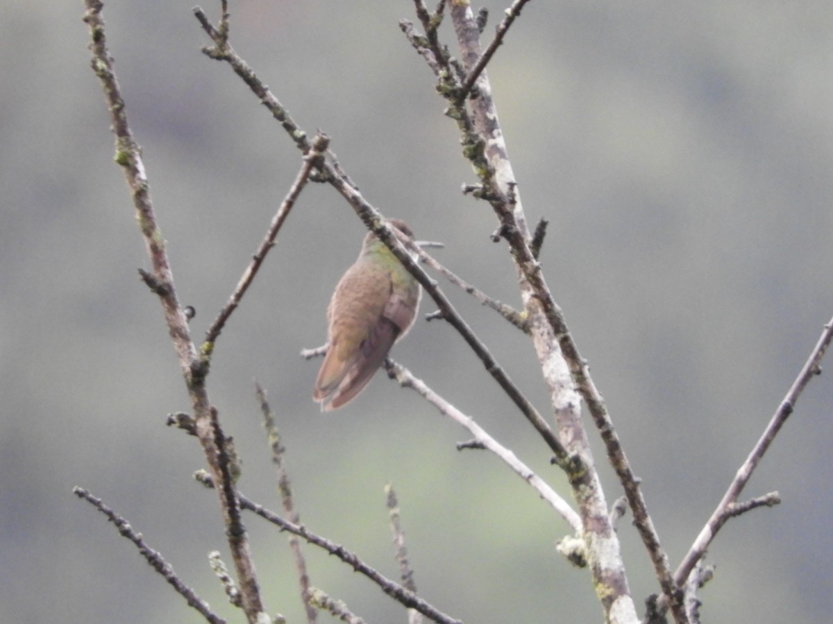 Azure-crowned Hummingbird - ML505992871