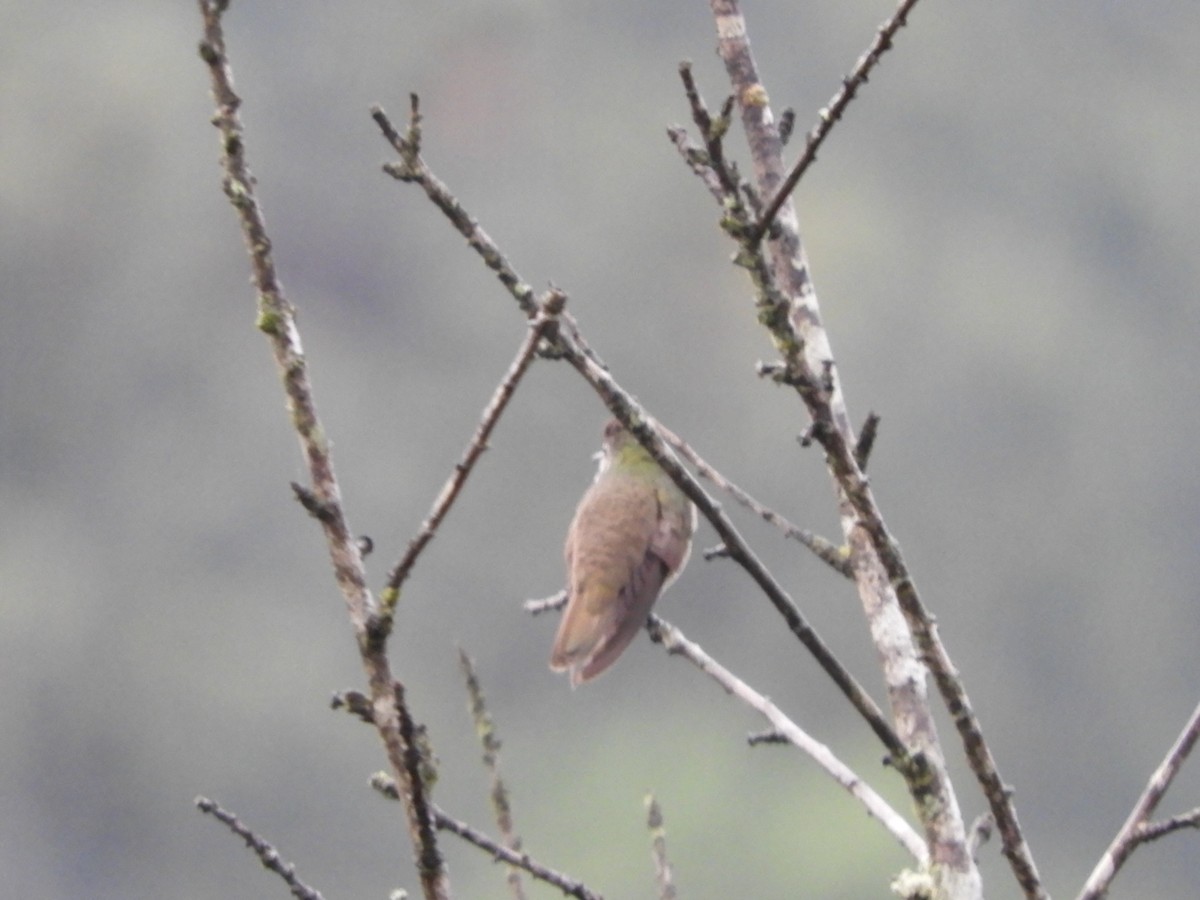 Azure-crowned Hummingbird - ML505992881