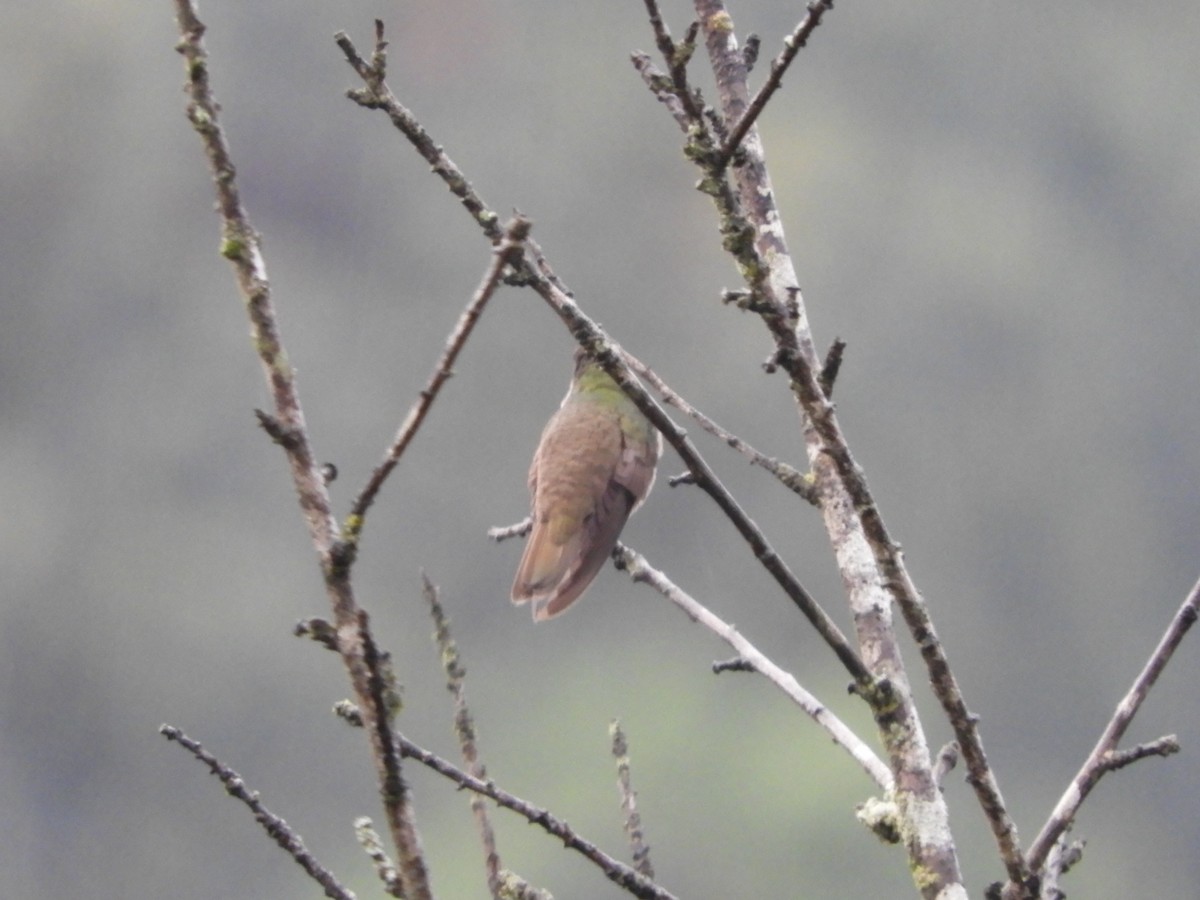 Azure-crowned Hummingbird - ML505992891