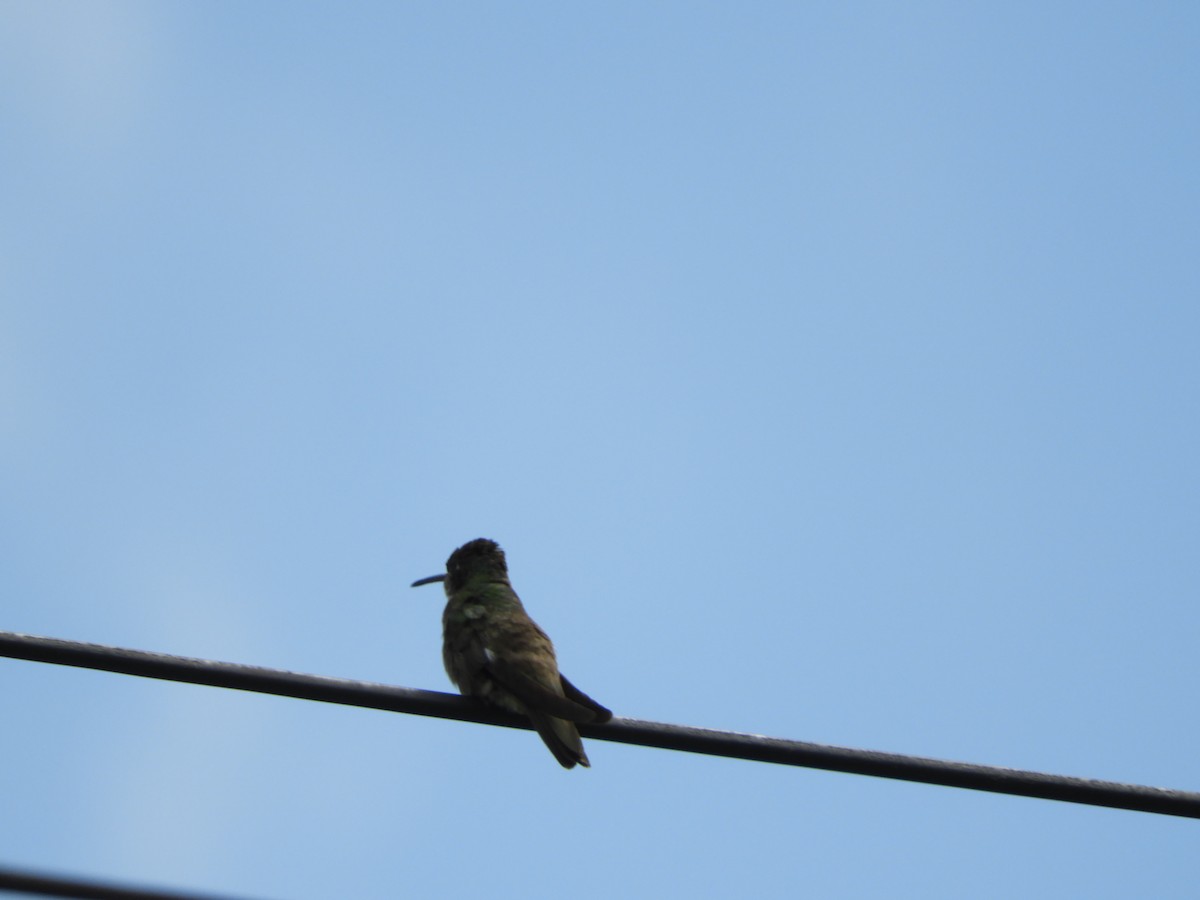 Azure-crowned Hummingbird - ML505992911