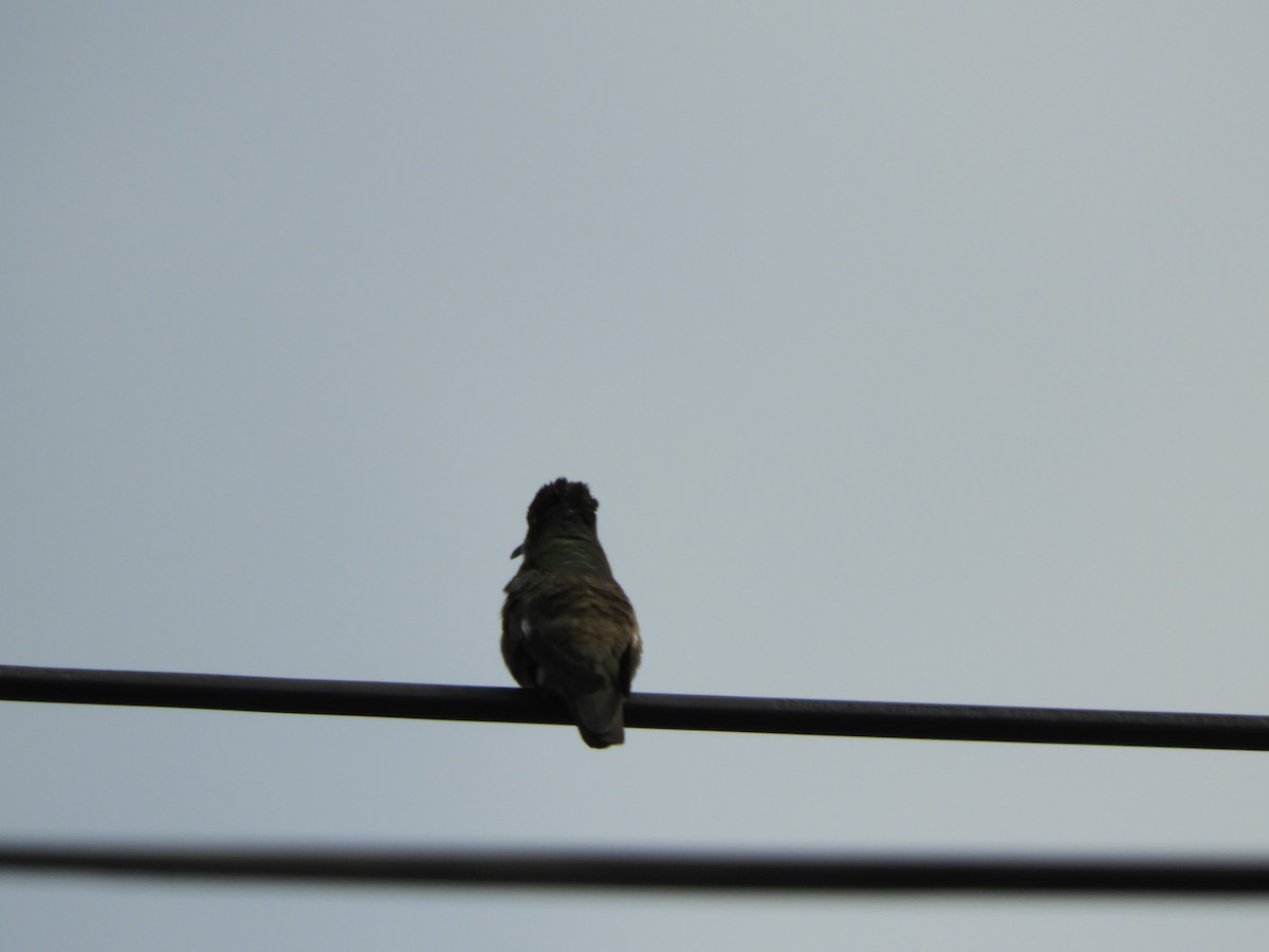 Azure-crowned Hummingbird - ML505992921