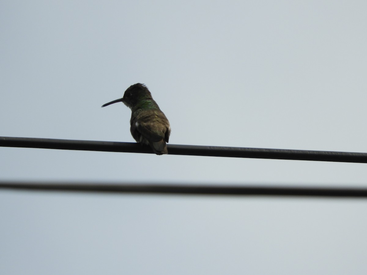 Azure-crowned Hummingbird - ML505992931