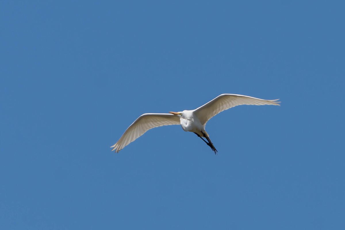 Great Egret - ML505993141